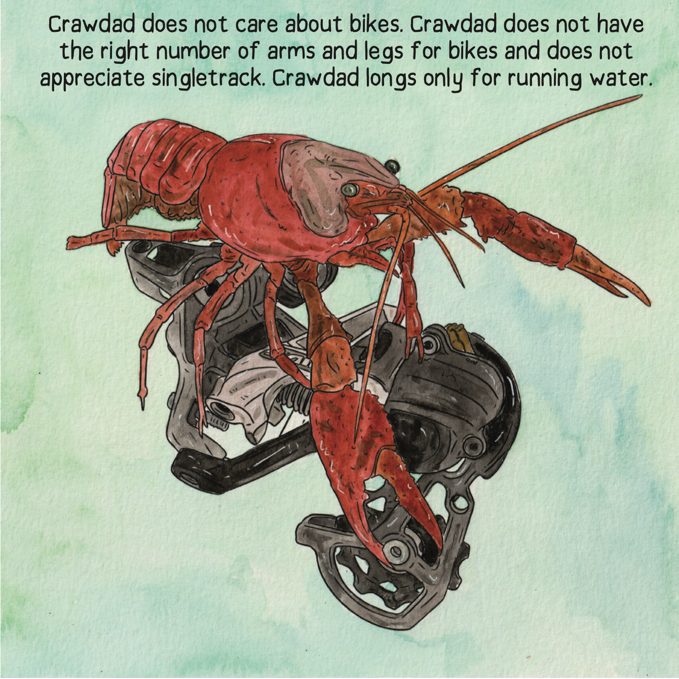 Raccoons Borrowed My Bike by Cy Whitling - Book